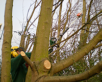 Astschnitt mit Hochentaster fr sonst unerreichbare ste in Bumen